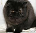 Cordelia av Dakina Biral, tortie BIS 6-10 mon og JW